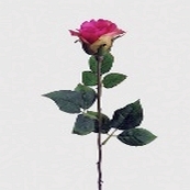 Rose geschlossen x 1, pink, H65cm