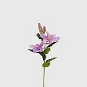 Tiger-Lilie x 5, violett, H75cm