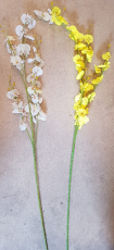 Mini-Orchideen weiss/gelb