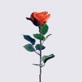 Rose geschlossen x 1, orange, H65cm