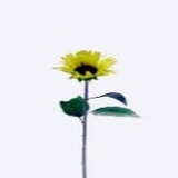 Wilde Sonnenblume x 1, hellgrün, H72cm