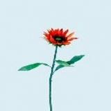 Wilde Sonnenblume x 1, orange, H72cm