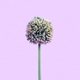 Allium x 1, grün, H58cm