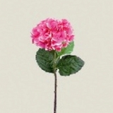 Hortensie x 1, pink, H60cm