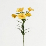 Alstroemeria x 5, gelb, H60cm
