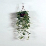 Efeu Ampel getopft, grün-rot, H60cm