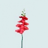 Orchidee x 11, pink, H97cm (1 Stiel)