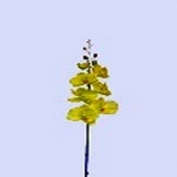 Orchidee x 11, hellgrün, H97cm (1 Stiel)