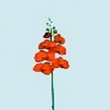 Orchidee x 11, orange, H97cm (1 Stiel)