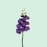 Orchidee x 11, violett, H97cm (1 Stiel)