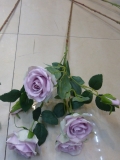 Rose violett 6 Blüten