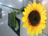 Sonnenblume 105x25cm