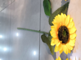 Sonnenblume 65x15cm