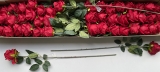 Rose lang rot 70cm